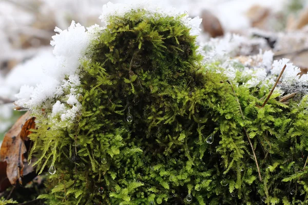 Moss in Winter — Stock Photo, Image