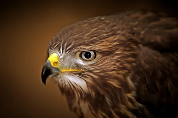 Buizerd - detail van het hoofd — Stockfoto