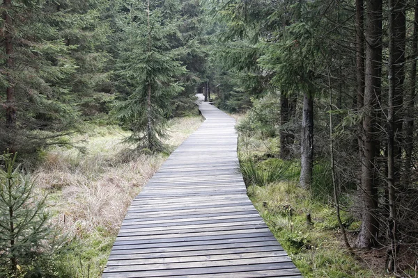 Strandpromenaden i skogen - vandringsled — Stockfoto