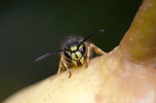 WASP - żółtą kurtkę — Zdjęcie stockowe