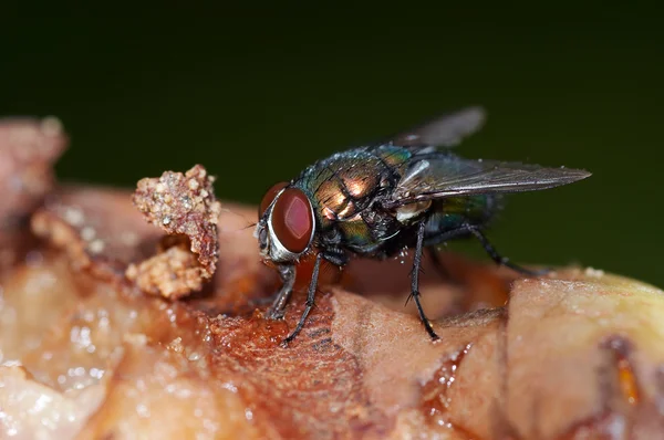 Detalle de la mosca — Foto de Stock