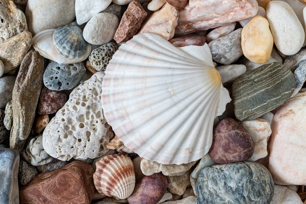 Shell on Sea Pebble Stones — стоковое фото