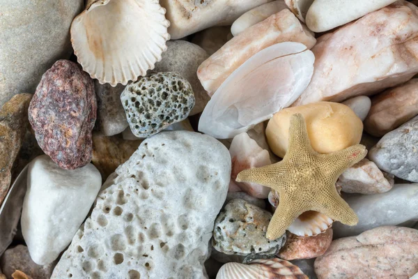 Seixos do mar com conchas e estrelas do mar — Fotografia de Stock