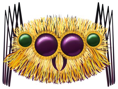 Büyük kıllı örümceği