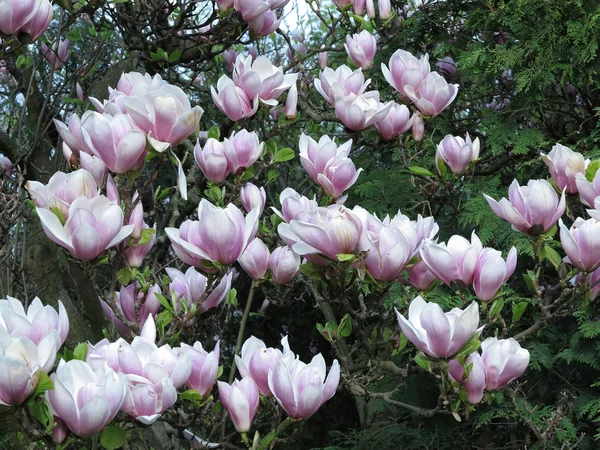 Détail du magnolia en fleurs — Photo