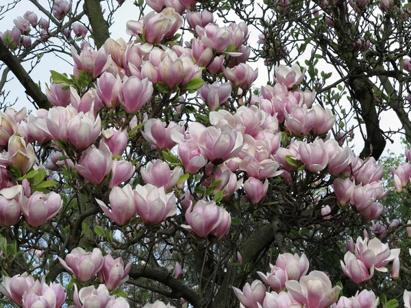 Magnolia florescente - detalhe de flores — Fotografia de Stock