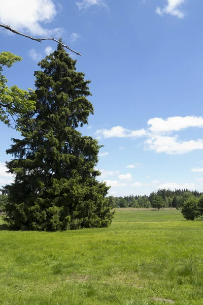 Conservation naturelle des tourbes de Kladska — Photo