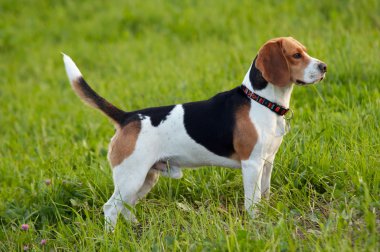 Av köpeği İngilizce Beagle çayır üzerinde
