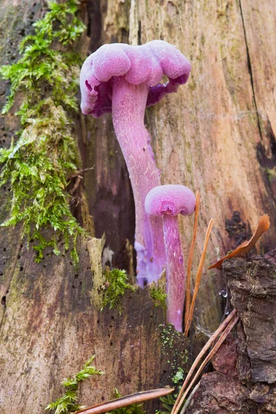 Amethyst deceiver - eetbare paddenstoel — Stockfoto