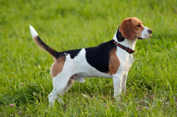 Loveckého plemene anglický Beagle na louce — Stock fotografie