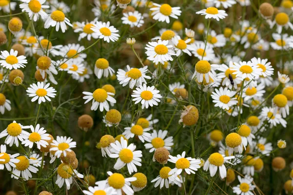 Meadow of German chamomile - medicinal herb — Stock Photo, Image