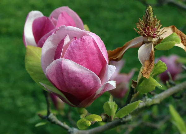 Floraison de magnolia — Photo