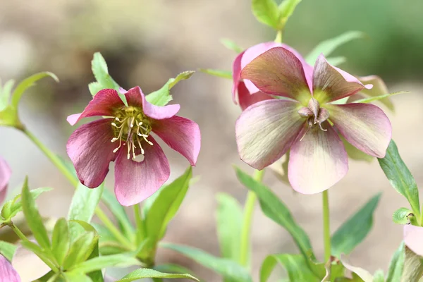 Macro van de bloeiende bloemen — Stockfoto