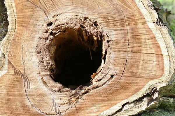 El tronco del árbol cortado - el agujero en la madera —  Fotos de Stock