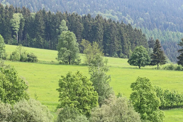 Meadows and forests — Stock Photo, Image