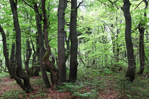 Troncos torcidos de árvores de faia - antiga floresta de faia — Fotografia de Stock