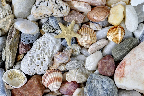 Seixos do mar com conchas e estrelas do mar — Fotografia de Stock