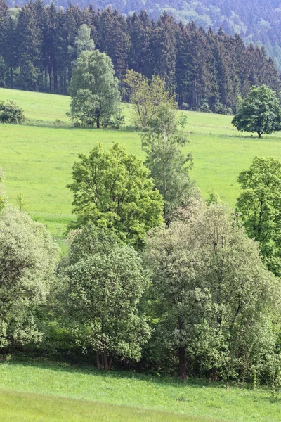 Wiesen und Wälder — Stockfoto
