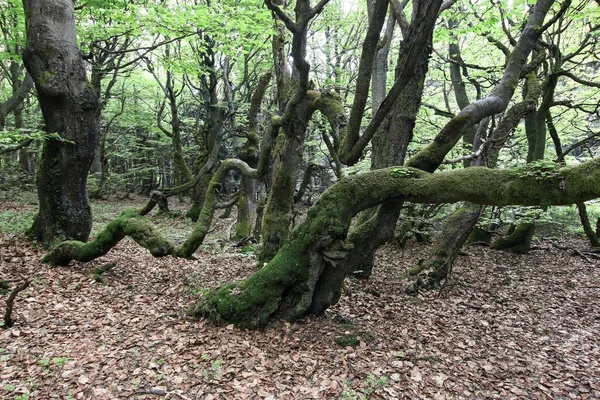 Skręconych pniach buków - stary las bukowy — Zdjęcie stockowe