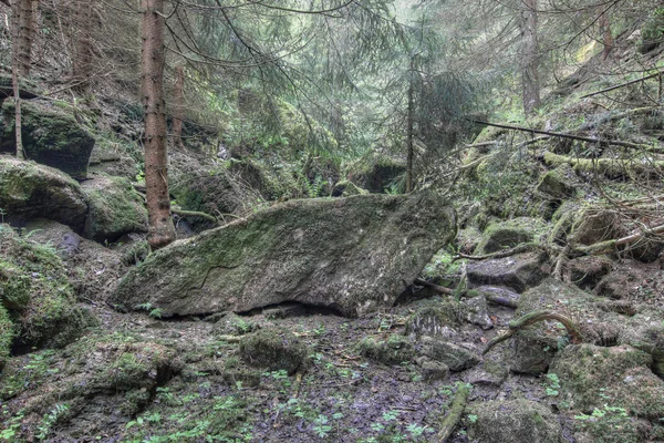 Üppiger, verlassener Wald — Stockfoto