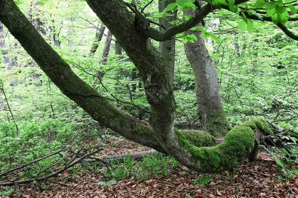 Skev beech stammar täckt med ett lager av mossa — Stockfoto