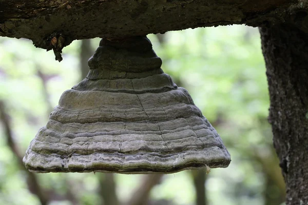 Bizarre polypore on the branch of an old beech tree — Stock Photo, Image