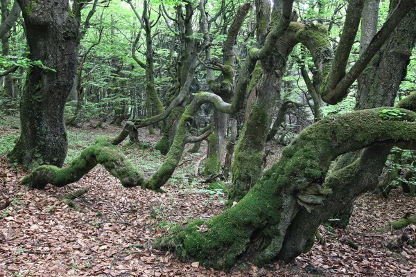 扭曲的山毛榉树干覆盖着一层苔藓 — 图库照片