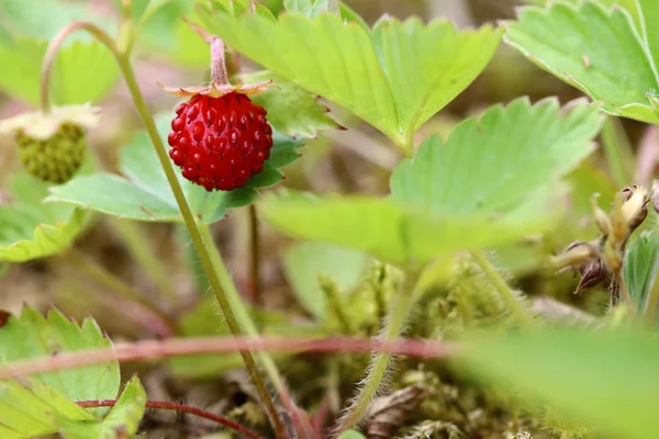Căpșuni sălbatice - produse forestiere — Fotografie, imagine de stoc