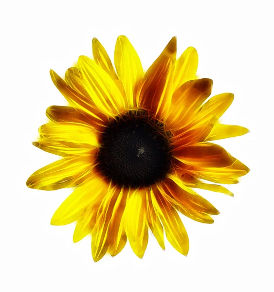 Blom av sunflower — Stockfoto