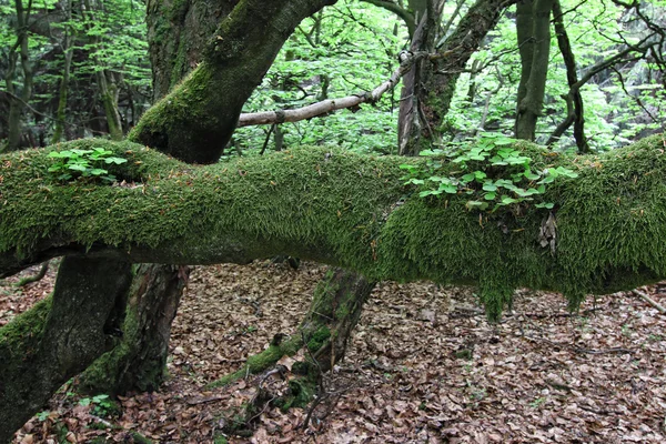 Alter Ast mit Moos und Pflanzen bedeckt — Stockfoto