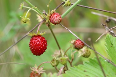 Yaban çilekleri - orman ürünleri