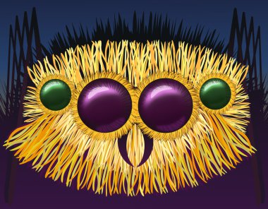 Büyük kıllı örümceği