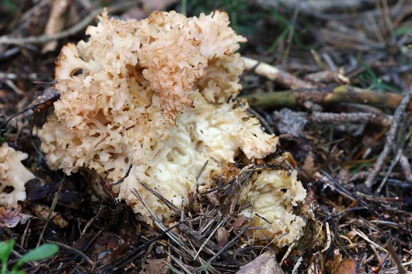 콜리플라워 버섯-식용 버섯 — 스톡 사진