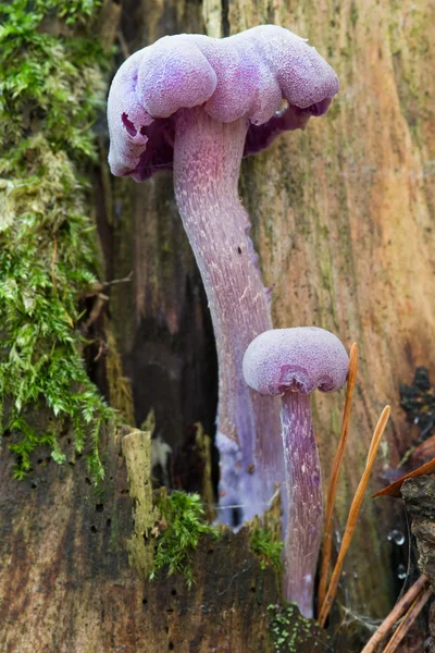 Améthyste trompeur - champignon comestible — Photo