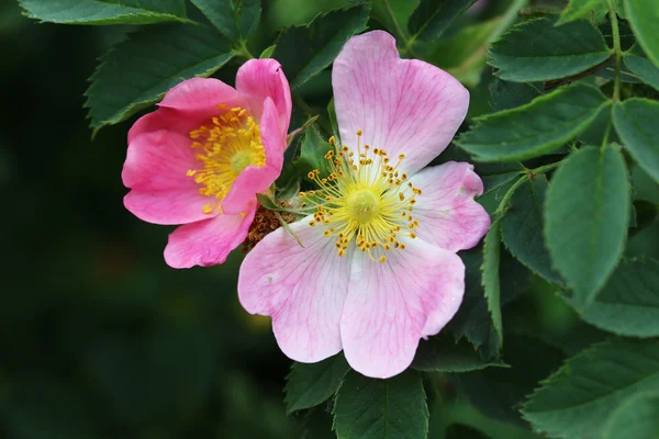 Detail of the bloom of wild rose shrub — Stock Photo, Image