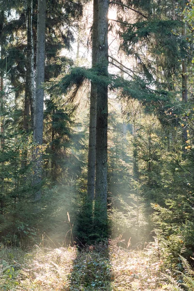 Morgonsolen balkar i skog — Stockfoto