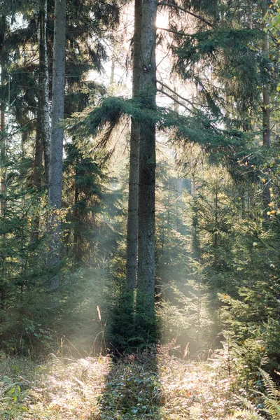 Feixes de sol da manhã na floresta — Fotografia de Stock