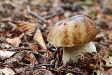 Boletus edulis veya cep, bozuk para çöreği - yenilebilir mantar