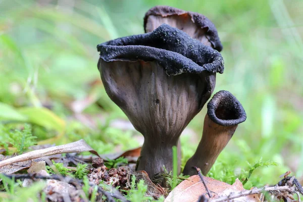 Detail Horn Plenty Also Trumpet Dead Edible Mushroom — Stock Photo, Image