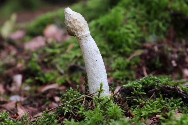 Phallus Impudicus Comune Corno Puzzolente Fungo Non Velenoso Solo Funghi — Foto Stock