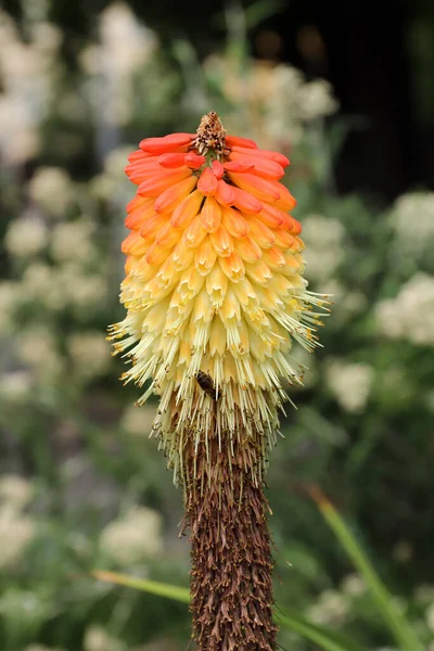 Pokerpflanze Fackellilie Detail Der Blüte — Stockfoto