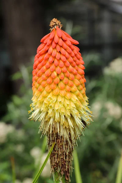 Planta Poker Lírio Tocha Detalhe Flor — Fotografia de Stock