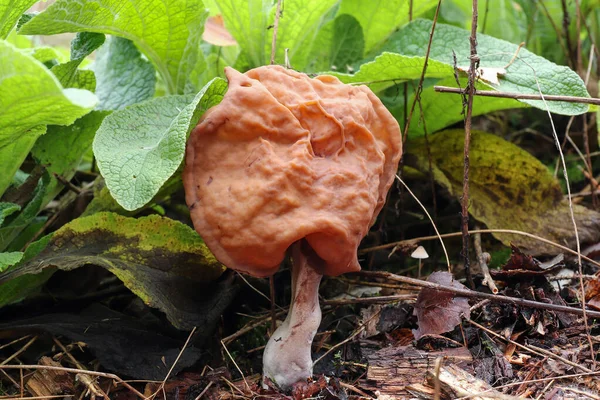 Gyromitra Infula Powszechnie Znana Jako Zakapturzony Fałszywy Morel Lub Siodło — Zdjęcie stockowe