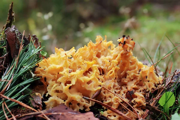 Sparassis Crispa Sometimes Called Cauliflower Fungus Delicious Edible Mushroom — Stock Photo, Image