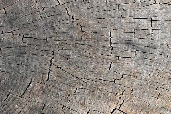 Detalle Del Tronco Del Árbol Cortado Anillos Anulares — Foto de Stock