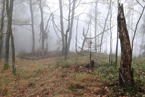 Fog Haunted Autumn Forest — Stock Photo, Image