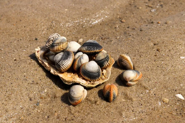 Common Cockles Species Edible Saltwater Clams — Stock Photo, Image