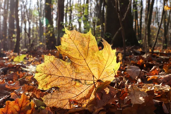 Fallna Lönnlöv Bakgrundsbelysning Höstskogen — Stockfoto