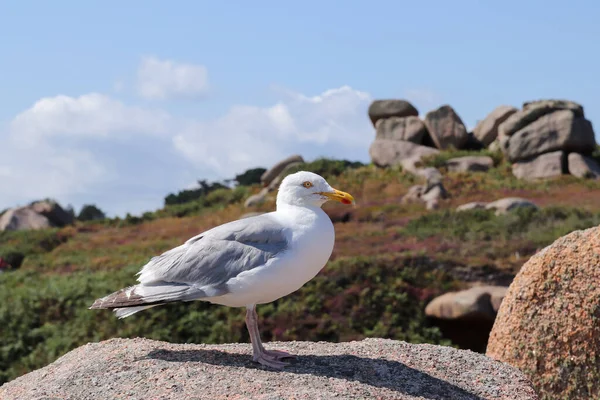 Seagull Boulder Pink Granite Coast Cote Granit Rose Great Natural — Stock Photo, Image