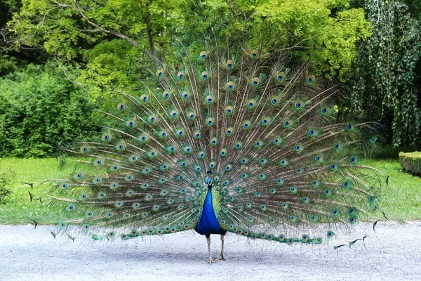 Proud Peacock Showing Its Long Tail Beautiful Feathers Eye Markings — Stock Photo, Image